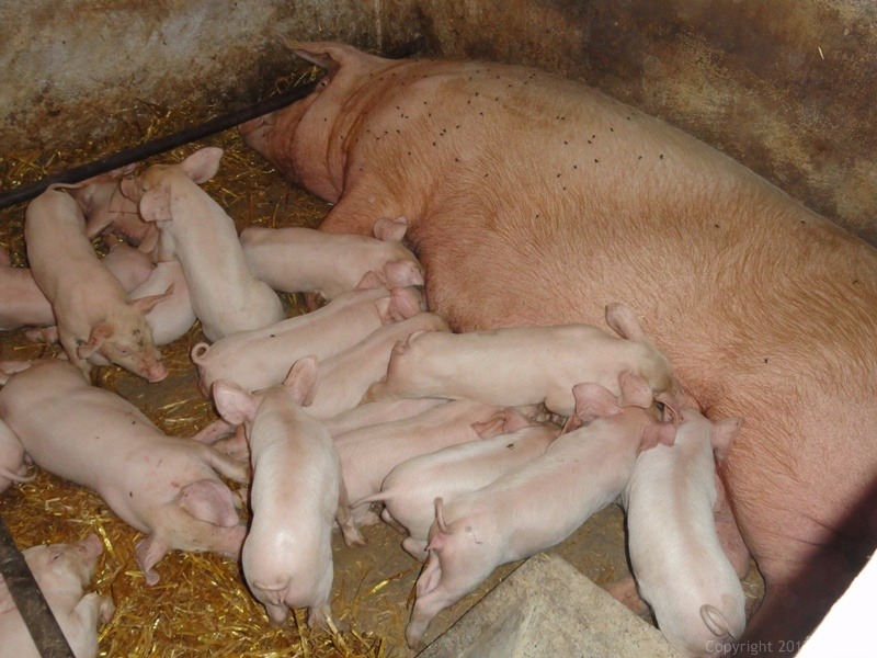 Cindel | Uzgoj svinja